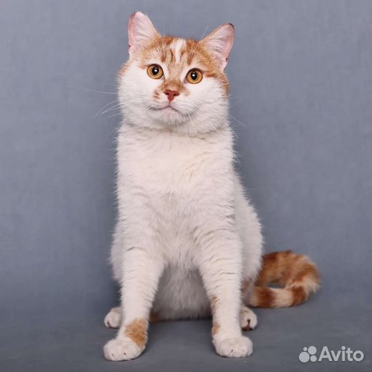 Ромео никто не замечает