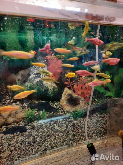 Аквариумные рыбки
