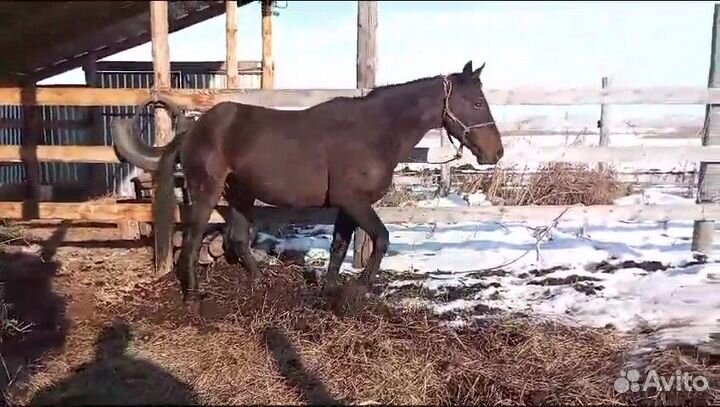 Продам жеребца