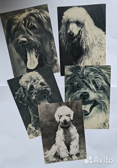 Открытка почтовая Собаки