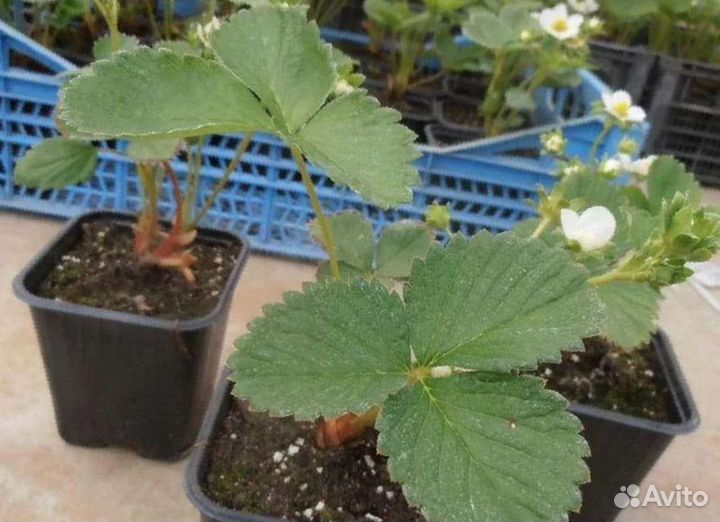 Клубника рассада