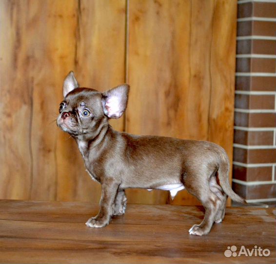 Чихуахуа мини шоколад