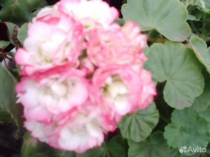 Рассада Цветов