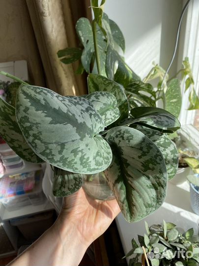 Сциндапсусы/ эпипремнумы