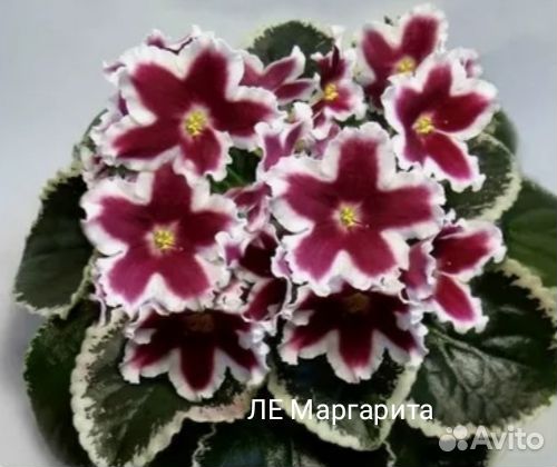 Фиалки сортовые. Набор 5 шт. Крупные детки