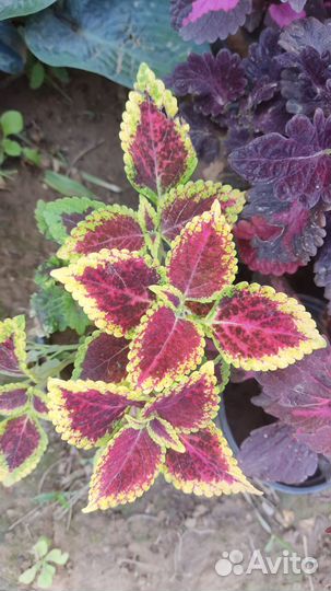 Колеусы вегетативные