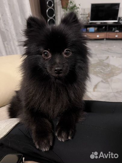 Шпиц вязка девочка