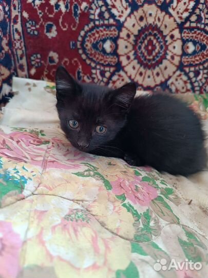 Котята мышеловки в добрые руки