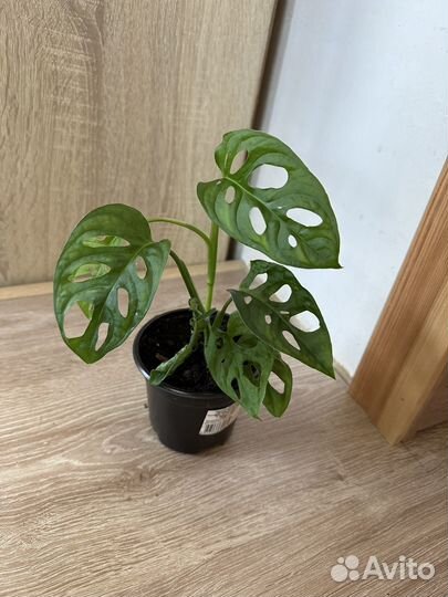 Монстера манки