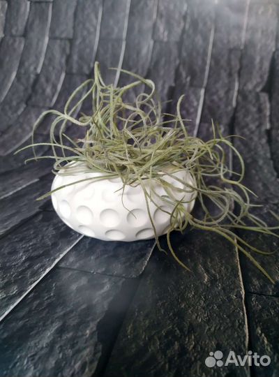 Тилландсия уснеевидная атмосферная