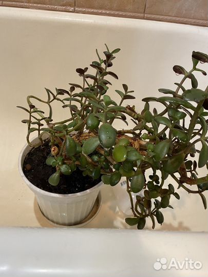 Крассула толстянка