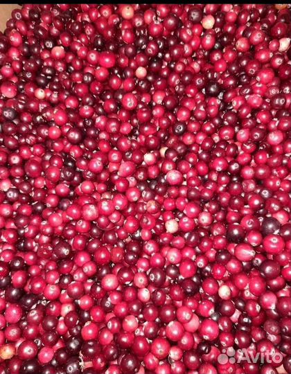 Клюква свежая