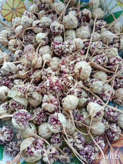 Семена чеснока