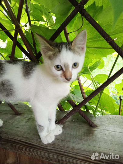 В добрые руки