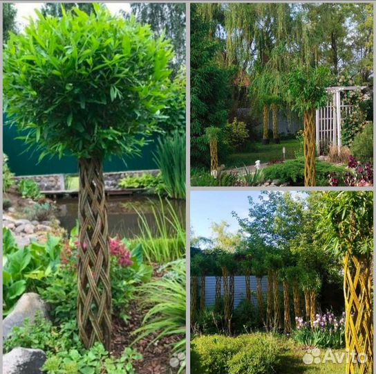 Декоративные живые деревья из сортовой ивы