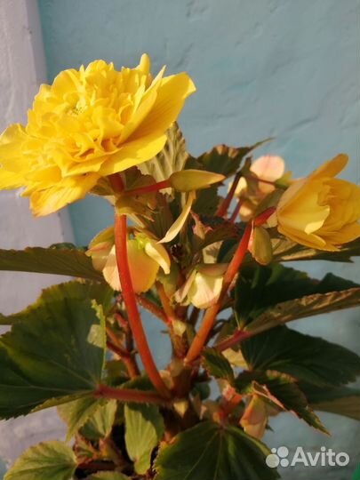 Клубневые бегонии