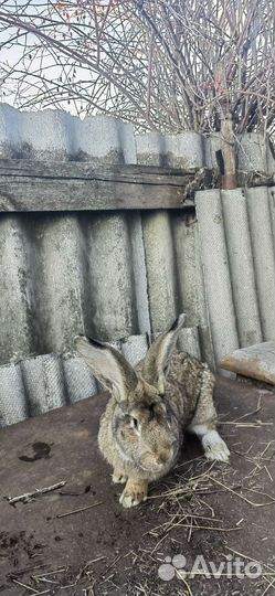 Кролики Фландр