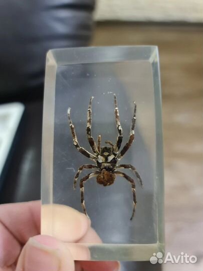 Насекомые в стекле, коллекция насекомых