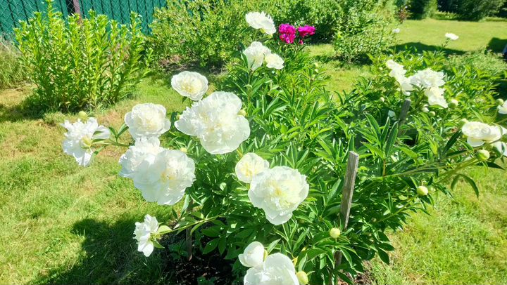 Дом 51 м² на участке 6 сот.