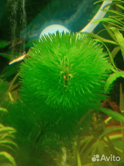 Аквариумные растения, прополка