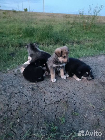 Собака в добрые руки отдам бесплатно