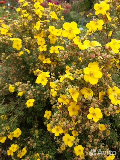 Гортензия Анабель