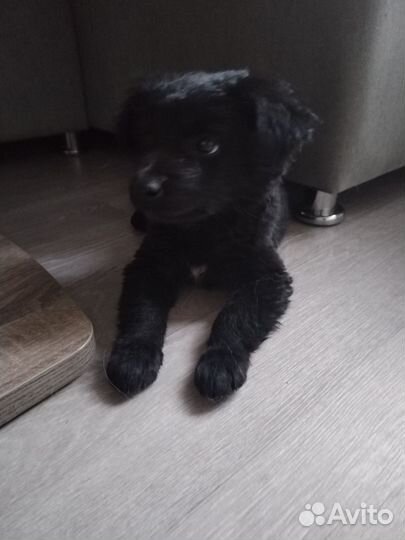 Щенок девочка в добрые руки