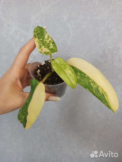 Филодендрон Доместикум