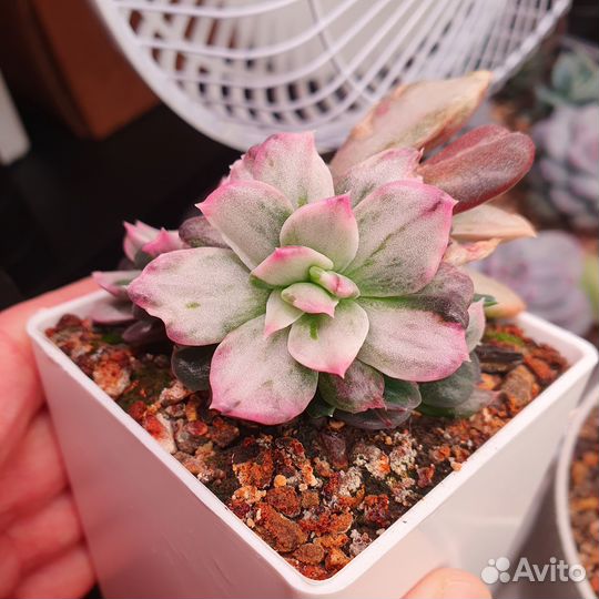 Суккуленты вариегатные