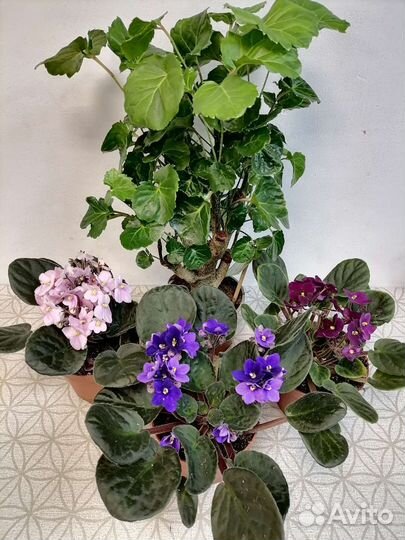 Полисциас Лемон, фиалки, сциндапсус