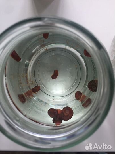 Улитки катушки аквариумные