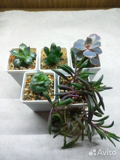Суккуленты в ассортименте в пластиковых горшочках