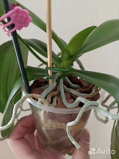 Орхидея Фаленопсис I-Hsin Salmon