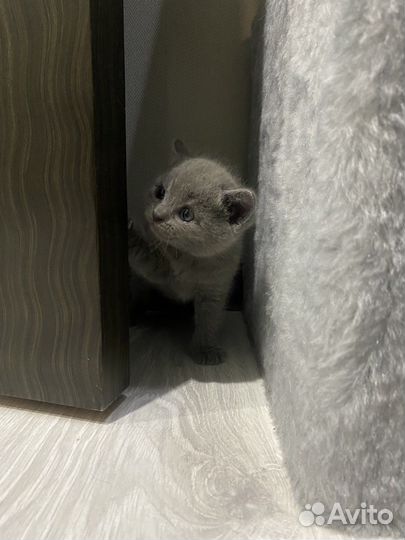 Милые котята