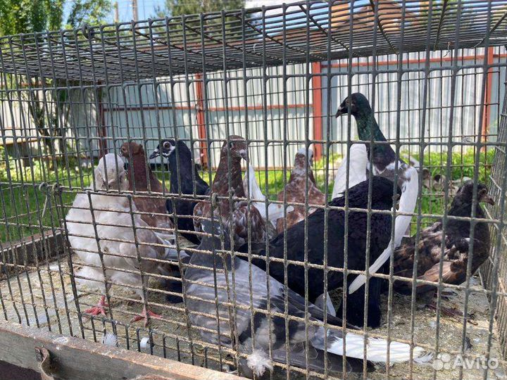 Продажа голубей