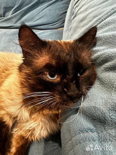 Котик очень ищет дом