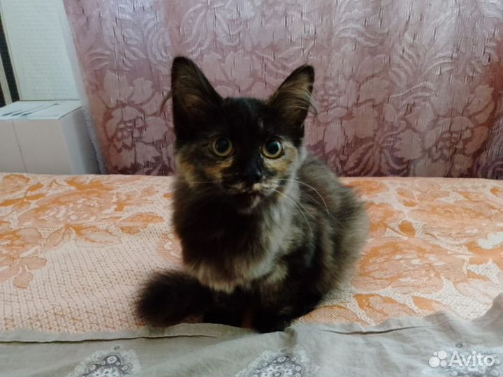 Отдам в хорошие руки двух кошечек