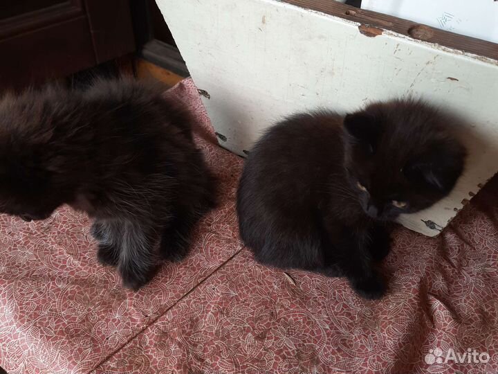 Котята в добрые руки 1 месяц