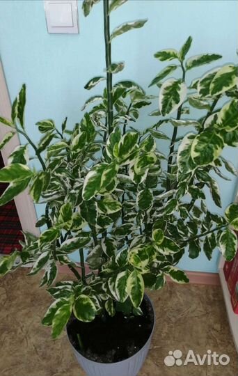 Педилантус