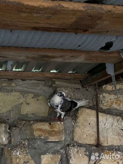 Голуби для свадьб