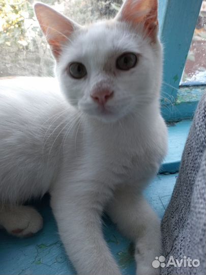 Котенок Умка (мальчик)