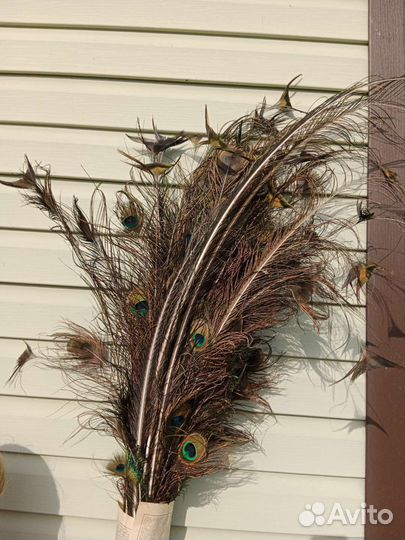 Перо павлина 2023