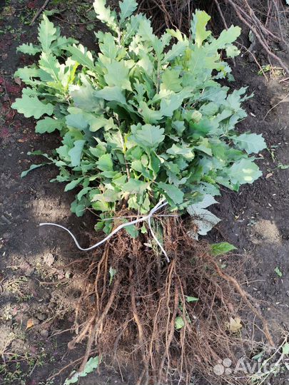 Дуб саженцы