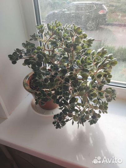 Комнатные цветы