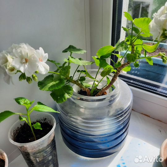 Герань пеларгония белая