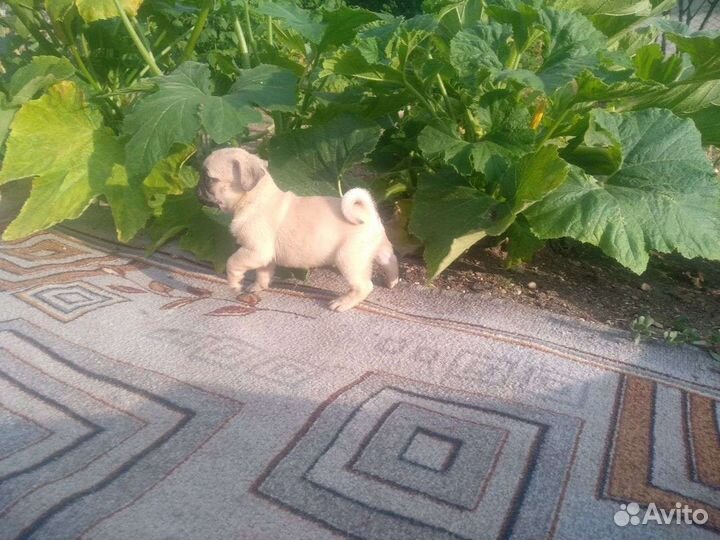 Щенки мопса