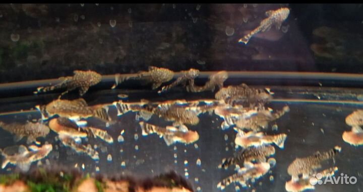 Сомики анциструсы