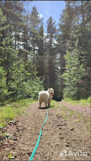 Передержка кошек и собак на время отпуска