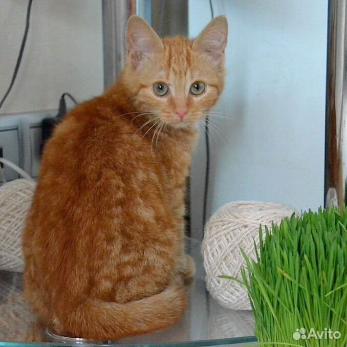 Котенок рыжее солнышко в дар бесплатно