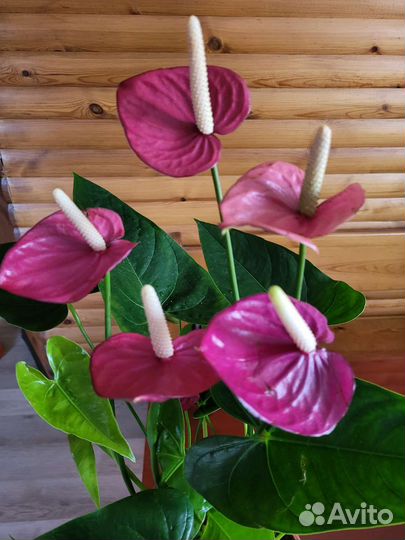 Антуриум виолет харт